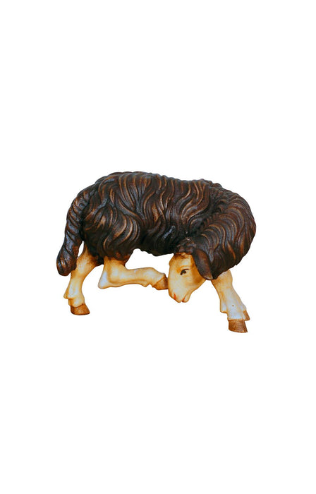 Kostner Sheep Scratching