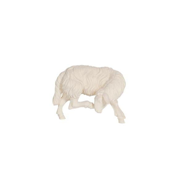 Pema Kostner Sheep Scratching