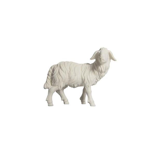 Pema Kostner Sheep Standing Looking Right