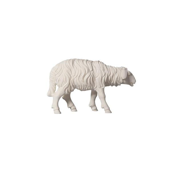 Pema Kostner Sheep Standing Looking Forward