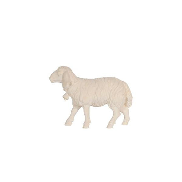 Pema Kostner Sheep Going With Bell