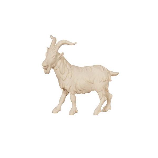 Pema Kostner Billy Goat