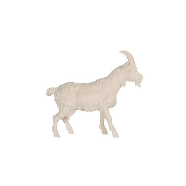 Pema Kostner Goat Short Hair