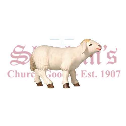 Pema Sheep Standing Looking Forward