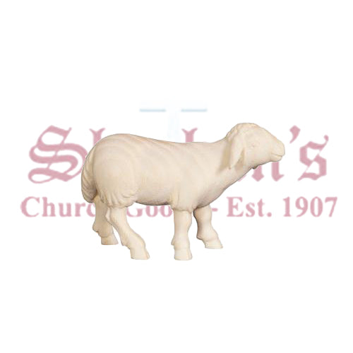 Pema Sheep Standing Looking Forward