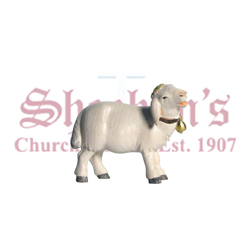 Pema Sheep Standing With Bell Looking Right