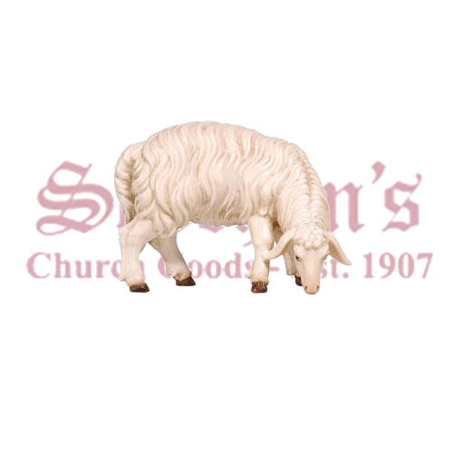 Kostner Sheep Grazing Looking Right