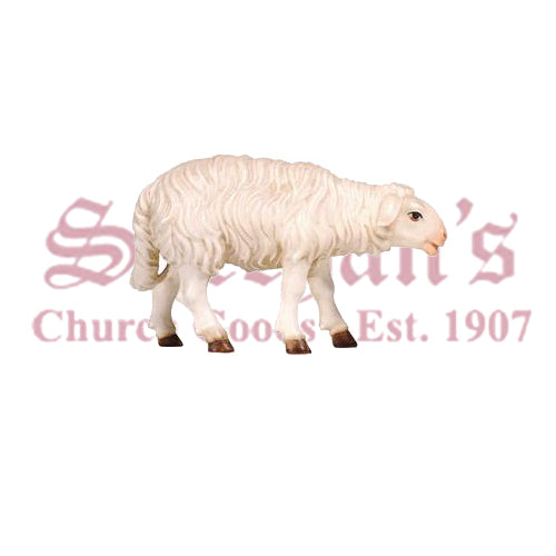 Kostner Sheep Standing Looking Forward