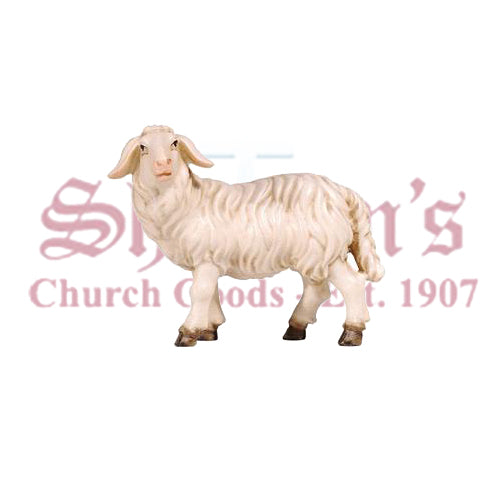 Kostner Sheep Standing Looking Left