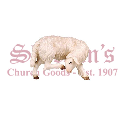 Kostner Sheep Scratching
